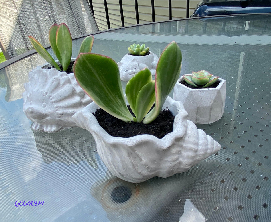 Conch planter flower succulent pot - DIY best gifts, craft ideas for home, office decoration, living room ornament, small garden ideas.